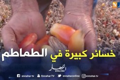 قالمة: خسائر بنسبة 70 بالمئة في منتوج الطماطم الصناعية بسبب موجة الحر