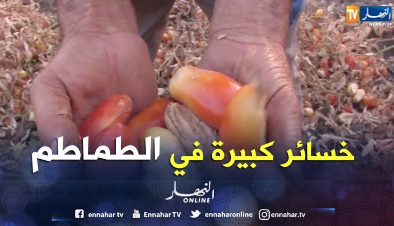 قالمة: خسائر بنسبة 70 بالمئة في منتوج الطماطم الصناعية بسبب موجة الحر