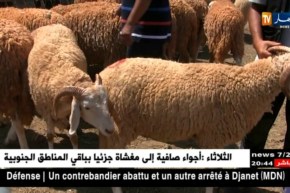 تجارة: عشية عيد الأضحى المبارك.. فرصة المواطنين لإقتناء الأضحية بالسعر المناسب