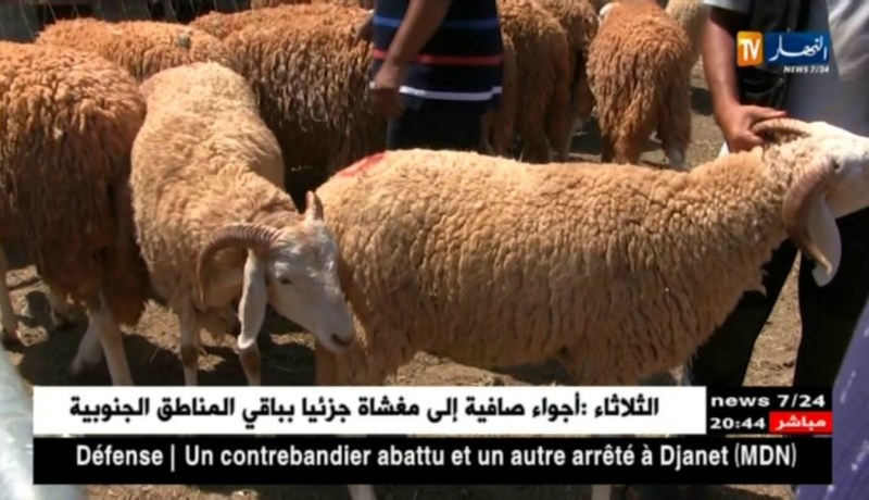 تجارة: عشية عيد الأضحى المبارك.. فرصة المواطنين لإقتناء الأضحية بالسعر المناسب