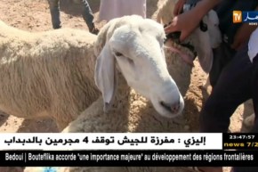 المسيلة: في جولة بأسواق الماشية.. مواطنون يفضلون نحر أضاحيهم بأنفسهم