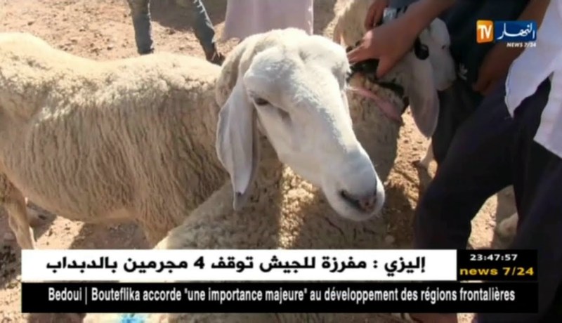 المسيلة: في جولة بأسواق الماشية.. مواطنون يفضلون نحر أضاحيهم بأنفسهم