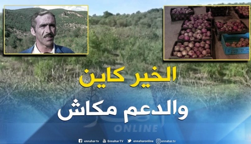 قالمة : إنتاج وفير لفاكهة الرمان وغياب الدعم يؤرق فلاحي شعبة بالدهوارة