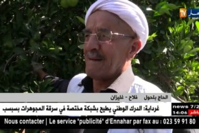 غليزان : الخنازير البرّية تسبّب خسائر كبيرة لشعبة الحمضيات بـيلل !!