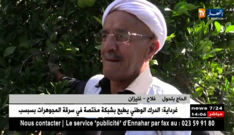 غليزان : الخنازير البرّية تسبّب خسائر كبيرة لشعبة الحمضيات بـيلل !!