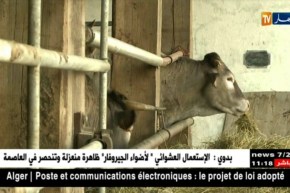 تجارة: لحوم فرنسية على موائد الجزائريين..وجدل الحلال يعود من جديد