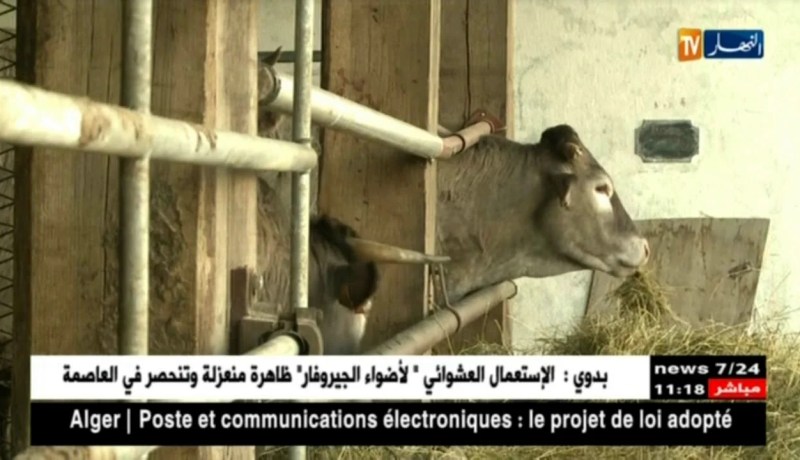 تجارة: لحوم فرنسية على موائد الجزائريين..وجدل الحلال يعود من جديد