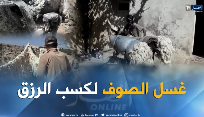 بالفيديو ..شباب يغسلون الصوف لكسب رزقهم بغيليزان