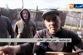 الطارف: نفوق ما يقارب 100 رأس من الماشية ببلدية شيحاني