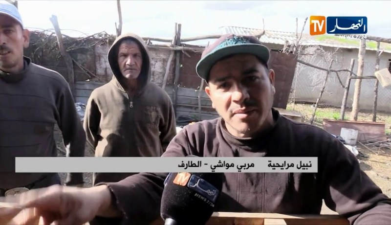 الطارف: نفوق ما يقارب 100 رأس من الماشية ببلدية شيحاني