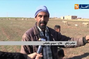 سيدي بلعباس: موال يخسر 48 رأس ماشية بسبب مرض طاعون المجترات