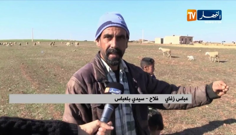 سيدي بلعباس: موال يخسر 48 رأس ماشية بسبب مرض طاعون المجترات