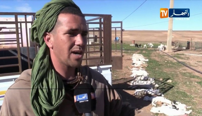 البيض: حرق مئات الخرفان يوميا بسبب الحمى القلاعية