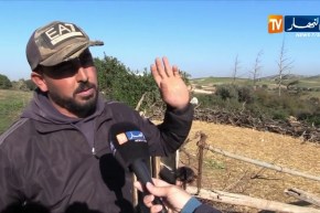 وهران: الحمى القلاعية تدفع بالسلطات المحلية إلى غلق سوق الماشية ومنع نقلها