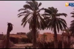 الوادي: مشاهد للرياح القوية تتسبب في سقوط مصدات الرياح وبعض النخيل