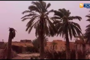 الوادي: مشاهد للرياح القوية تتسبب في سقوط مصدات الرياح وبعض النخيل