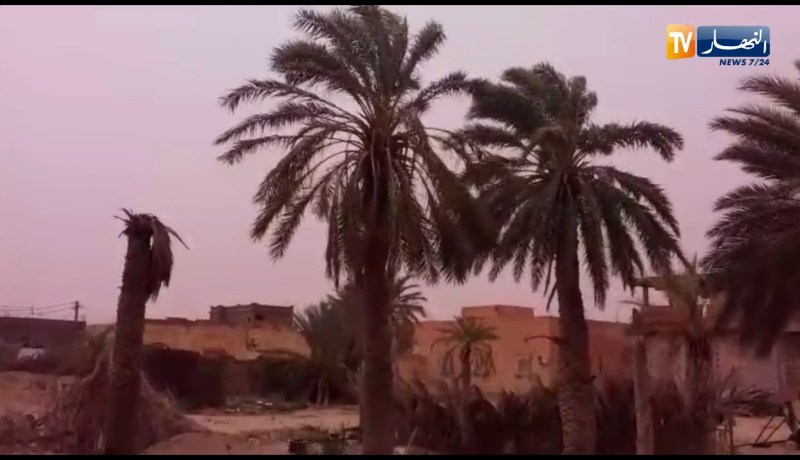 الوادي: مشاهد للرياح القوية تتسبب في سقوط مصدات الرياح وبعض النخيل