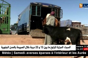 البيض: إرتفاع أسعار البقر والموالون يطالبون بدعم أكثر