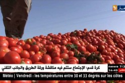 الشلف/ منتجو الطماطم الصناعية يخفضون نسب الإنتاج تفاديا لخسائر العام الماضي