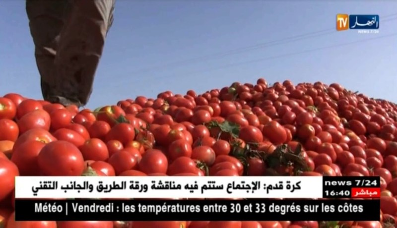 الشلف/ منتجو الطماطم الصناعية يخفضون نسب الإنتاج تفاديا لخسائر العام الماضي