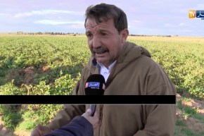 الجلفة/ بويرة الأحداب…تجربة رائدة في إنتاج البطاطا والحبوب