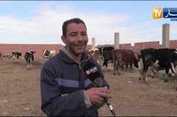 خنشلة: شاب ينجح في توسيع مستثمرة لتربية أبقار الحلوب ببغاي