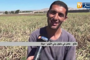 ميلة : شباب يغتنم فرصة إنطلاق موسم جني الثوم لتحصيل قوت يومه