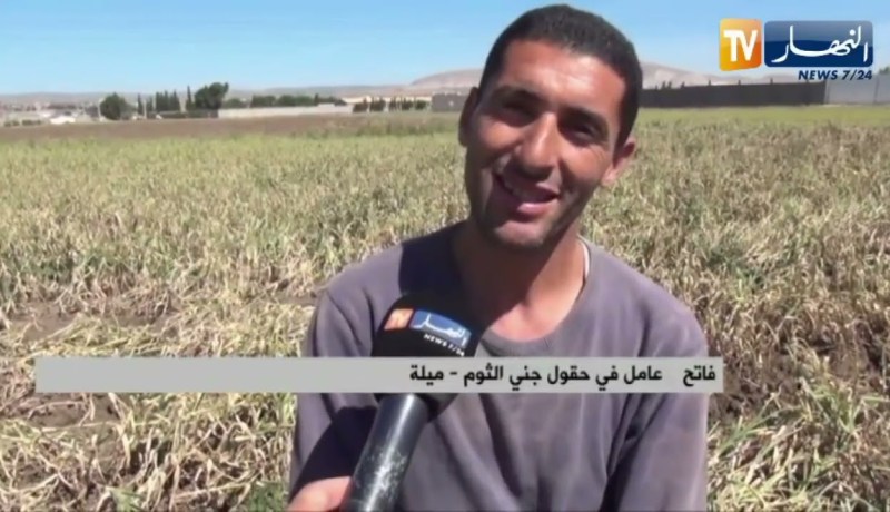 ميلة : شباب يغتنم فرصة إنطلاق موسم جني الثوم لتحصيل قوت يومه