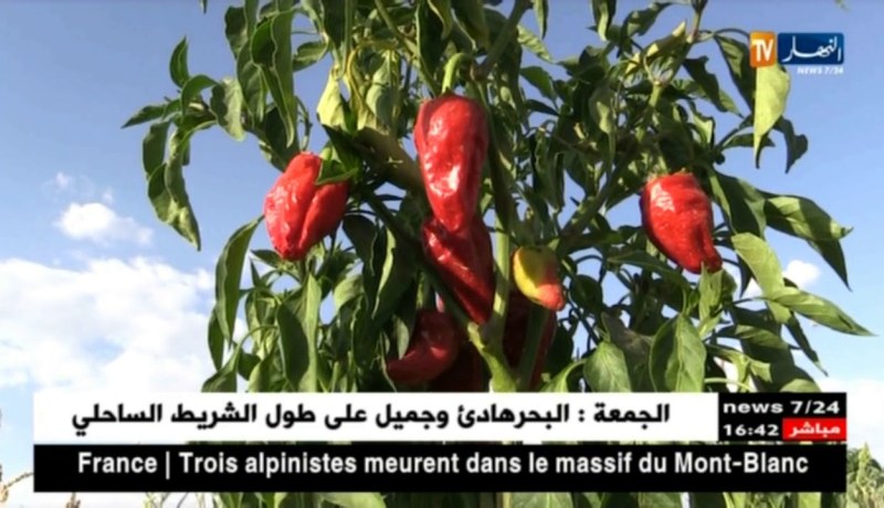 باتنة/ إنتشار الأمراض والحرارة..عوامل تتسبب في تراجع النشاط الفلاحي ببلدية سفيان