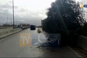 البليدة/ رياح قوية تتسبب في سقوط أشجار بمدخل بلدية بوفاريك