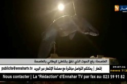 العاصمة: رفع الحوت الذي نفق بشاطئ كيطاني بالعاصمة