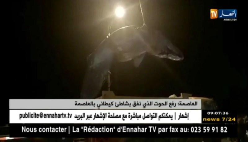 العاصمة: رفع الحوت الذي نفق بشاطئ كيطاني بالعاصمة