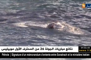 جنوح حوت ضخم في بولوغين..الفضوليين حاضرون والمختصّون غائبون