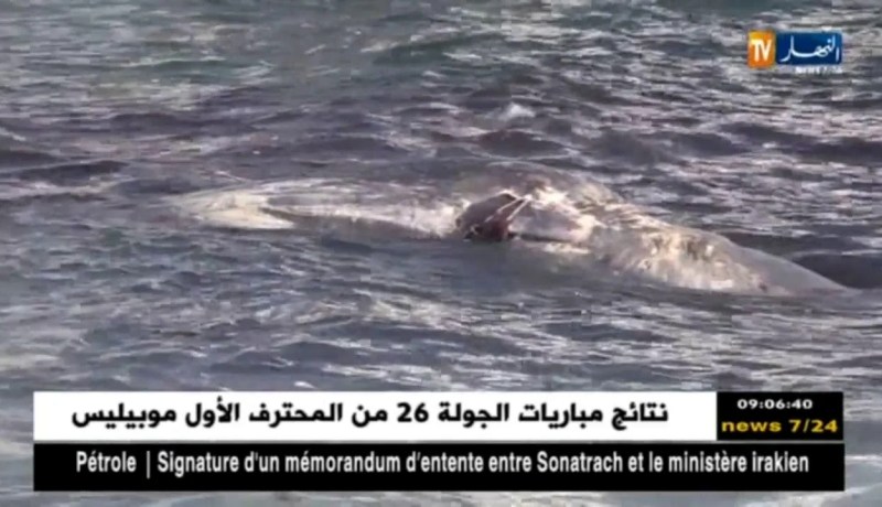 جنوح حوت ضخم في بولوغين..الفضوليين حاضرون والمختصّون غائبون