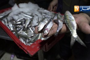 السردين لم يعد سمك الفقراء .. إرتفاع صاروخي للأسعار