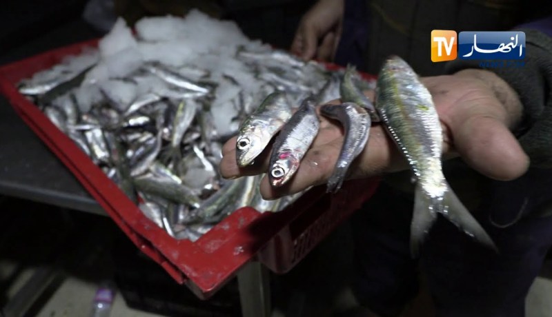 السردين لم يعد سمك الفقراء .. إرتفاع صاروخي للأسعار