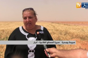 أدرار: إنطلاق حملة الحصاد وتوقعات إنتاج أزيد من 42 قنطار في الهكتار من القمح