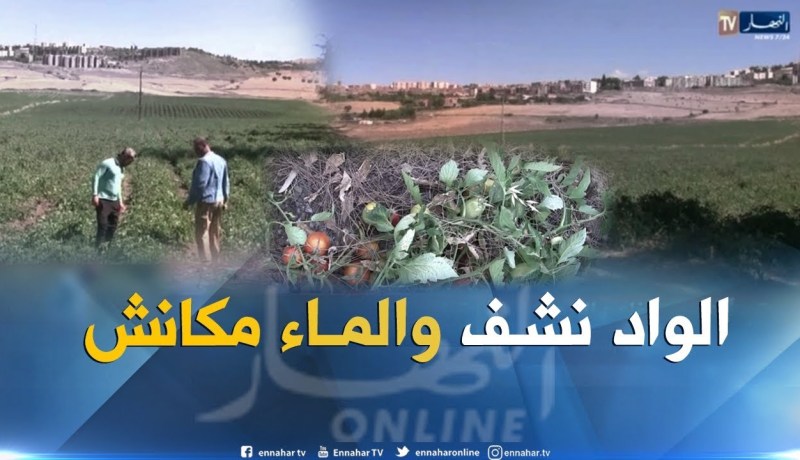 ندرة مياه السقي بقالمة يرهن مصير فلاحي شعبة الطماطم