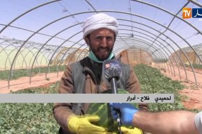 أدرار/ فلاحون يواصلون نشاطهم ويطمئنون المواطنين بوفرة الإنتاج