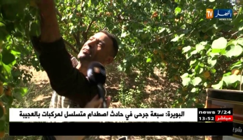 باتنة : إنطلاق موسم جني المشمش وسط مشاكل تؤرق الفلاحين