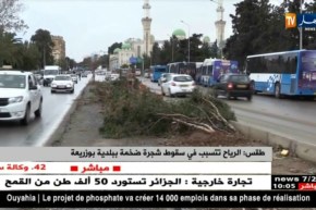 طقس/ الرياح تتسبب في سقوط شجرة ضخمة ببلدية بوزريعة