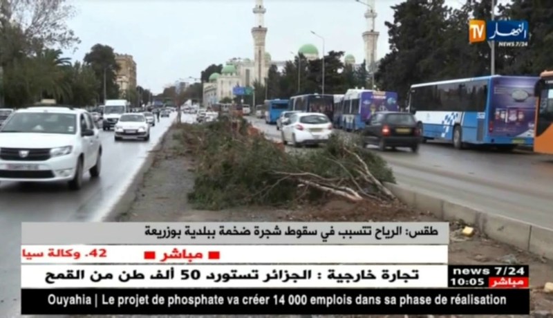 طقس/ الرياح تتسبب في سقوط شجرة ضخمة ببلدية بوزريعة