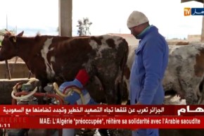 غليزان: مشاريع ناجحة في تربية الأبقار وأصحابها ينتظرون المزيد من الإمتيازات