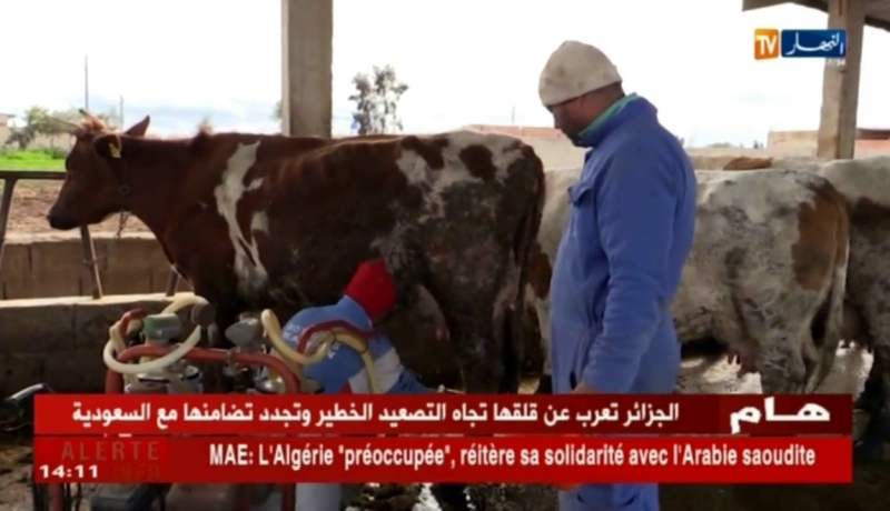 غليزان: مشاريع ناجحة في تربية الأبقار وأصحابها ينتظرون المزيد من الإمتيازات