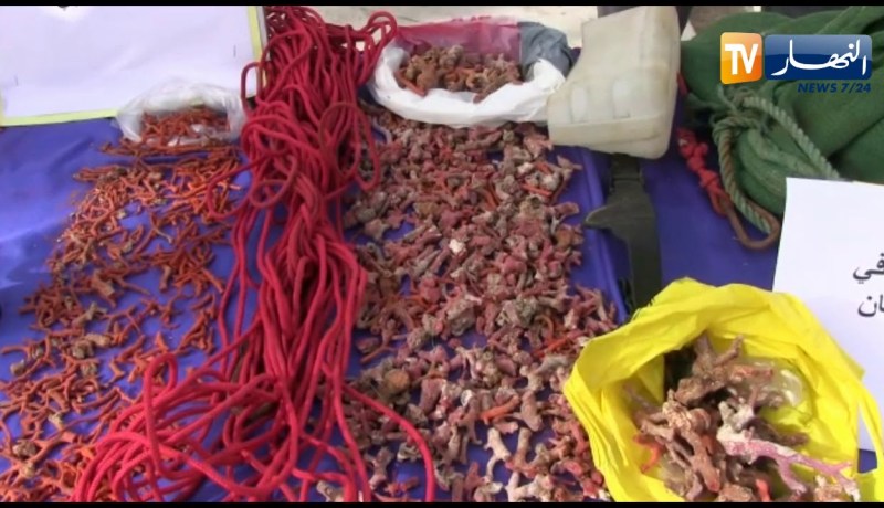 توقيف شخص و حجز قرابة 4 كلغ من المرجان الملكي الأحمر بالشط في الطارف