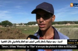 الطارف: تراجع نشاط زراعة الفول السوداني بسبب الأمطار
