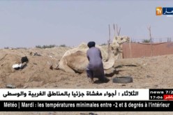 برج باجي مختار: نقص الأعلاف والمناطق الرعوية.. مشاكل تهدد ثروة الإبل