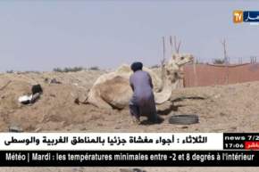 برج باجي مختار: نقص الأعلاف والمناطق الرعوية.. مشاكل تهدد ثروة الإبل