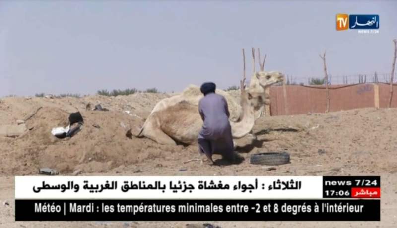 برج باجي مختار: نقص الأعلاف والمناطق الرعوية.. مشاكل تهدد ثروة الإبل