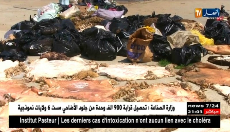 صناعة: جمع أزيد من 900 ألف وحدة من جلود الأضاحي